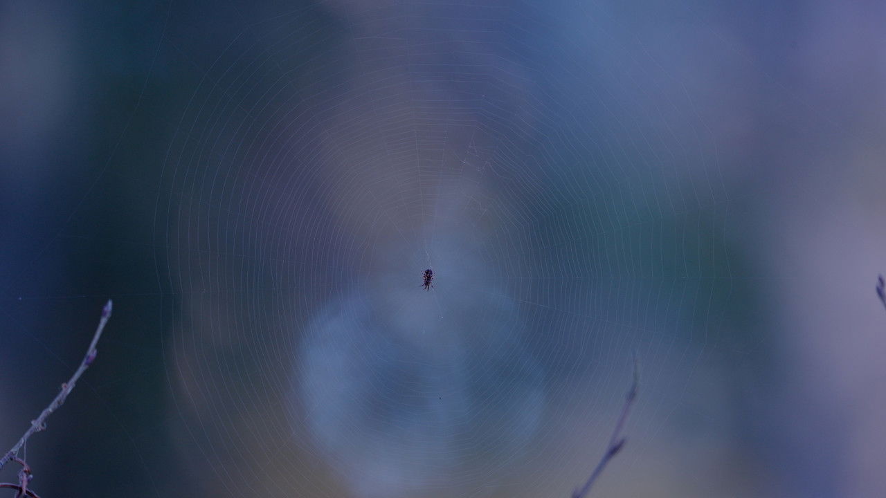 Dearest Ghost backdrop