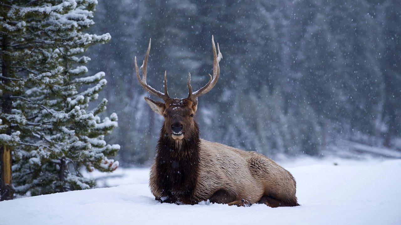 Great Yellowstone Thaw backdrop