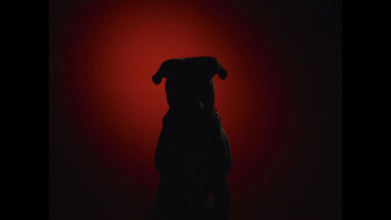 Mauled By a Dog backdrop