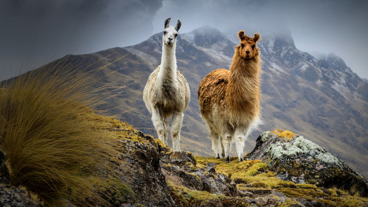 South America Untamed backdrop