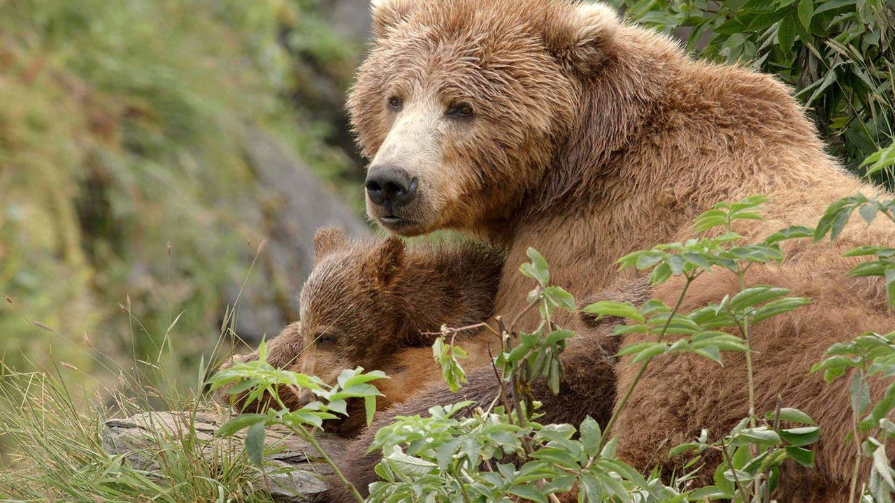 Alaska's Giant Bears backdrop