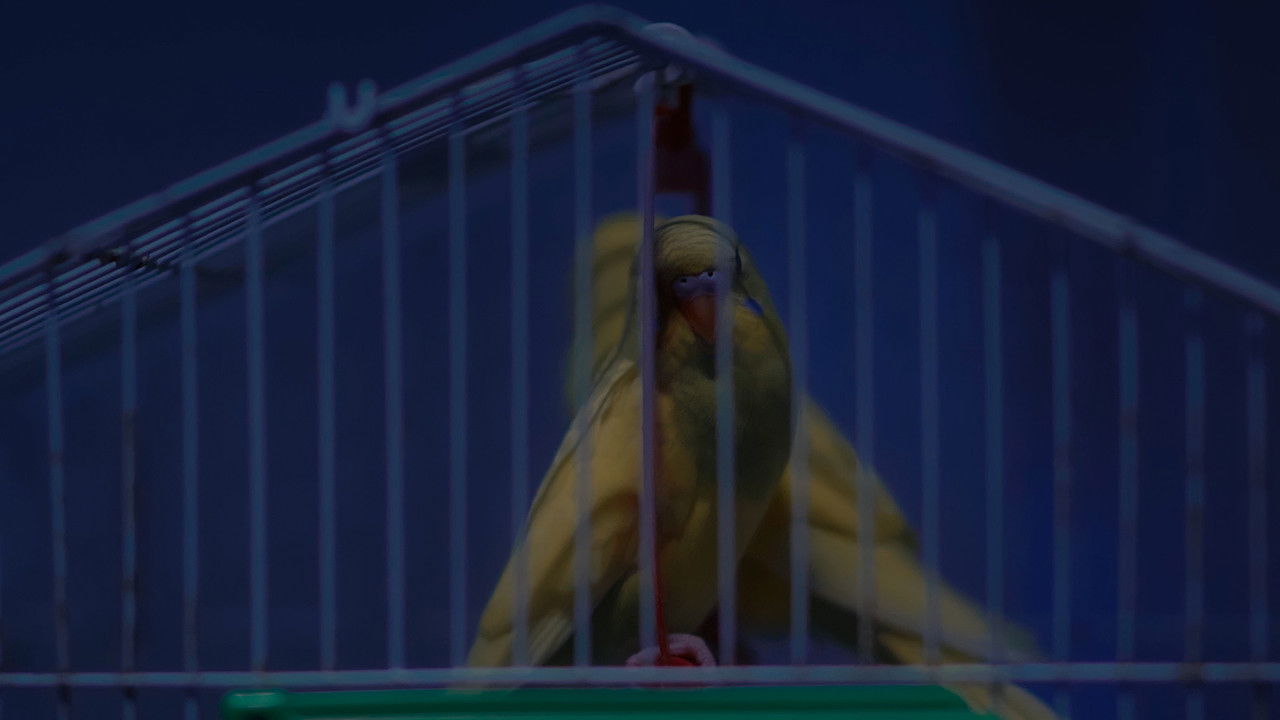 Birds Should Have Been Released backdrop