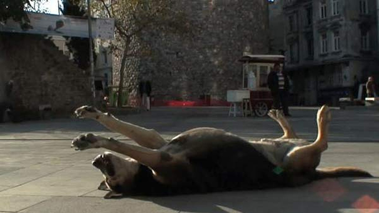 Taşkafa, Stories of the Street backdrop