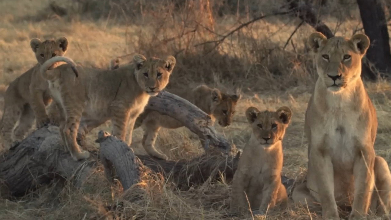 Lion Brothers: Cubs to Kings backdrop
