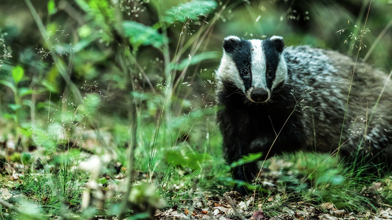 Badgers: Their Secret World backdrop