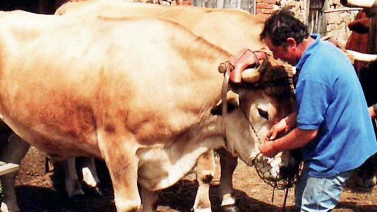 Les métiers d'autrefois : Toi ! L'Auvergnat... Dernier Paysan ! backdrop
