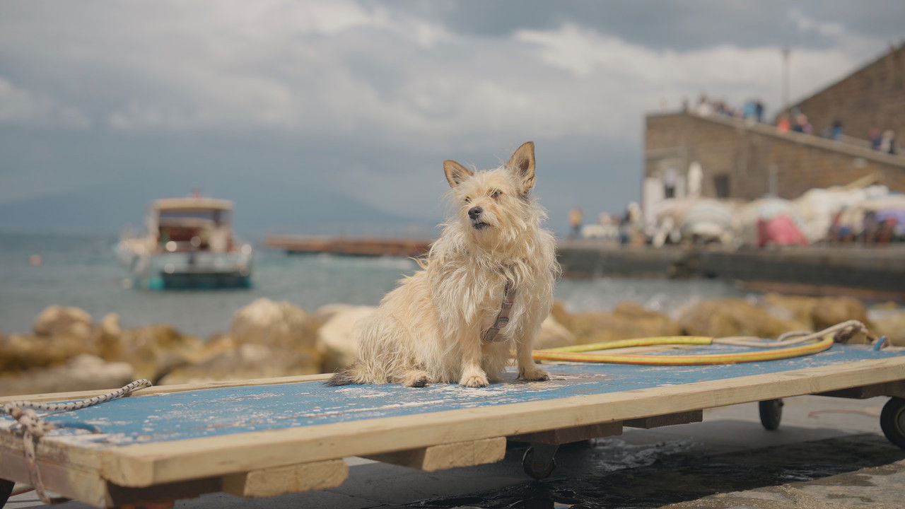 Here where the sea shines backdrop