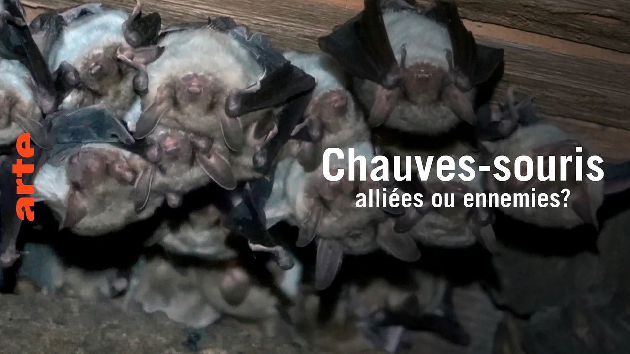 Chauve-souris: alliée ou ennemie? backdrop