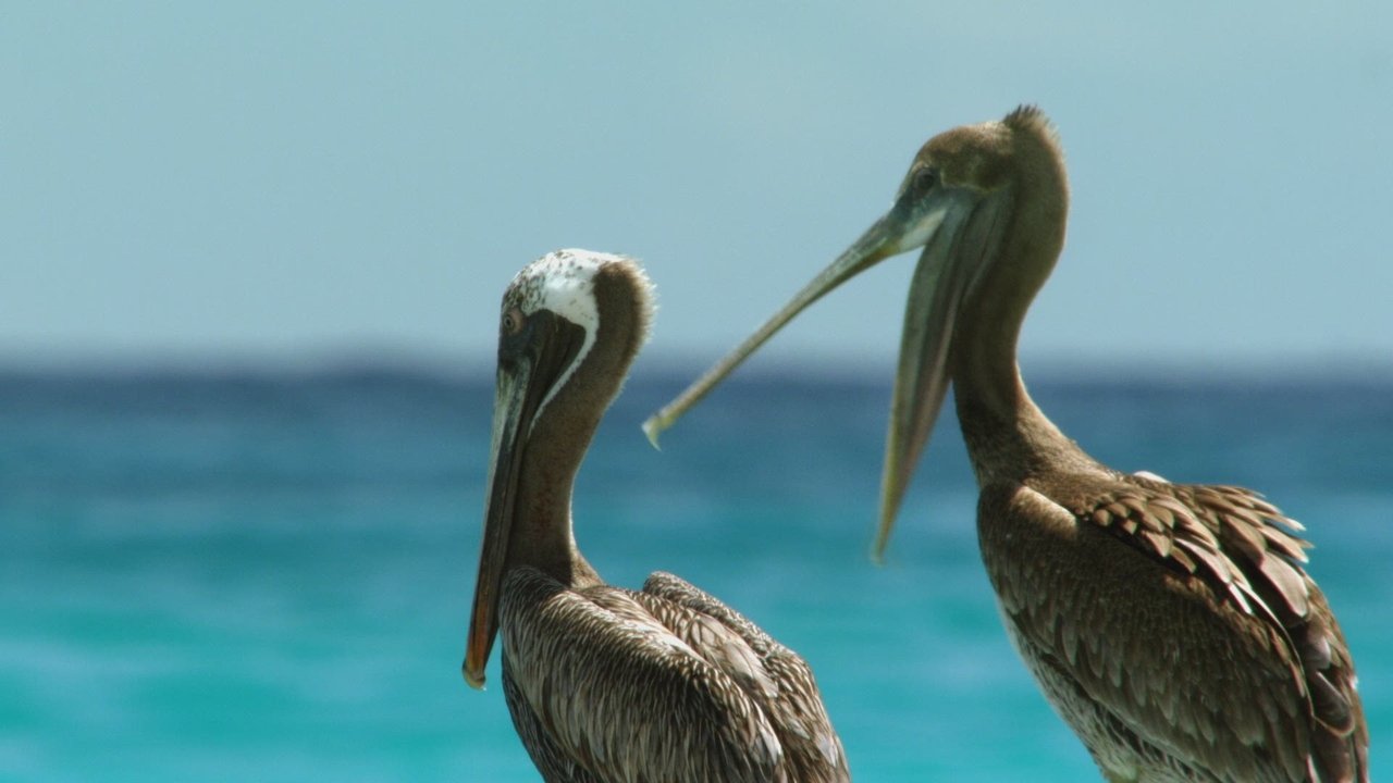 Cuba's Wild Revolution backdrop