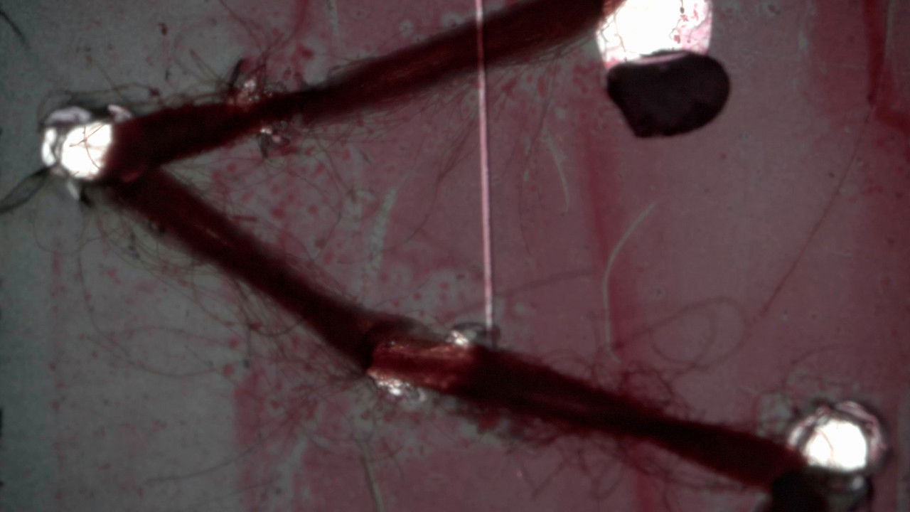 Flesh in Turmoil backdrop