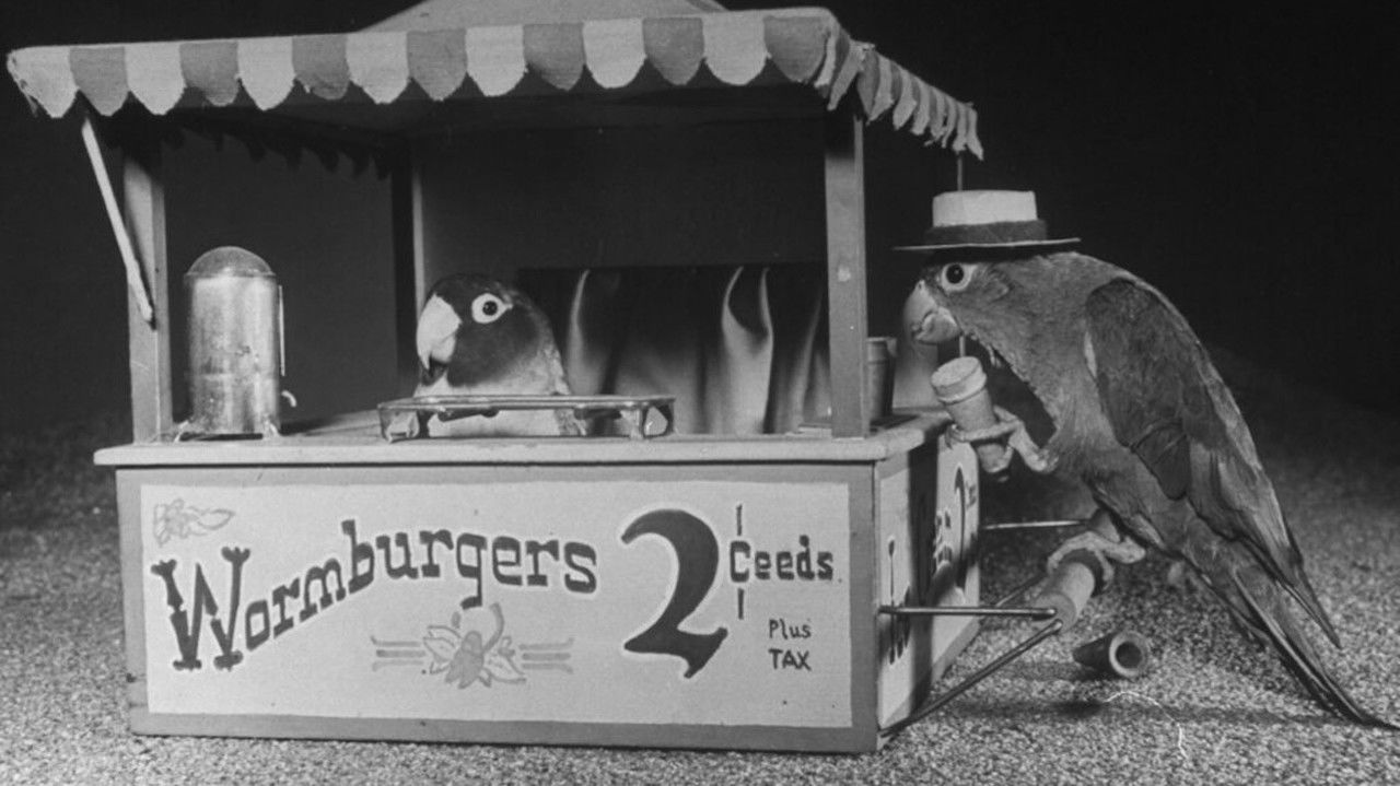 Bill and Coo backdrop