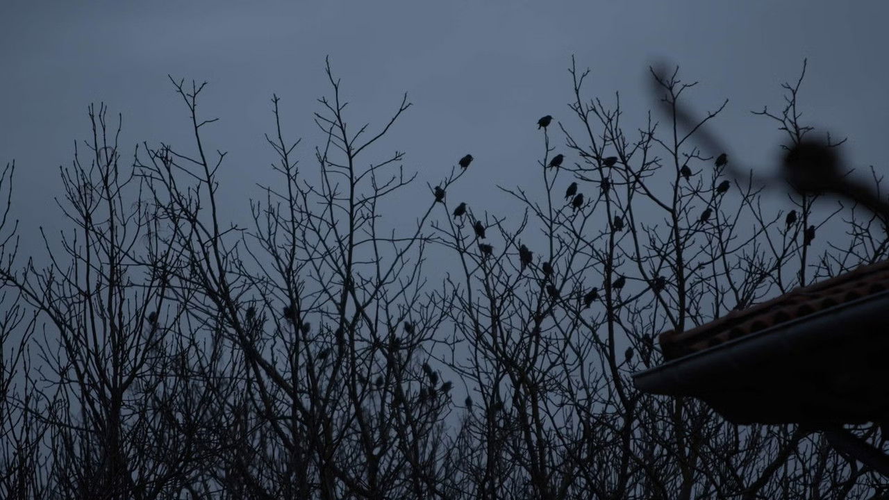De lo urbano y lo rural backdrop