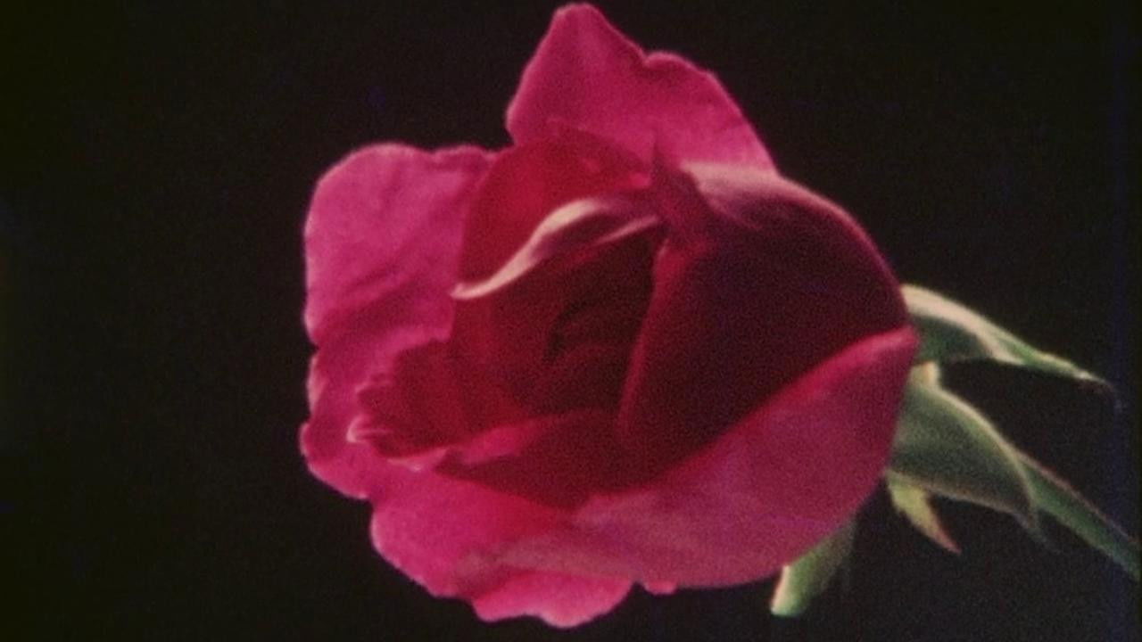 Vadi-Samvadi backdrop