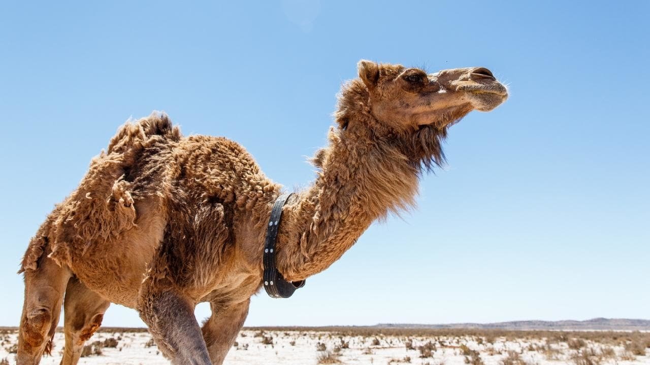 Judas Collar backdrop