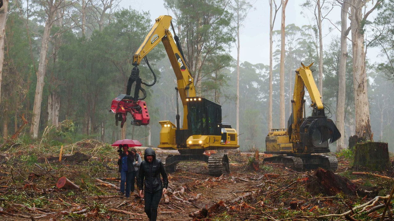 Cry of the Forests - A Western Australian Story backdrop
