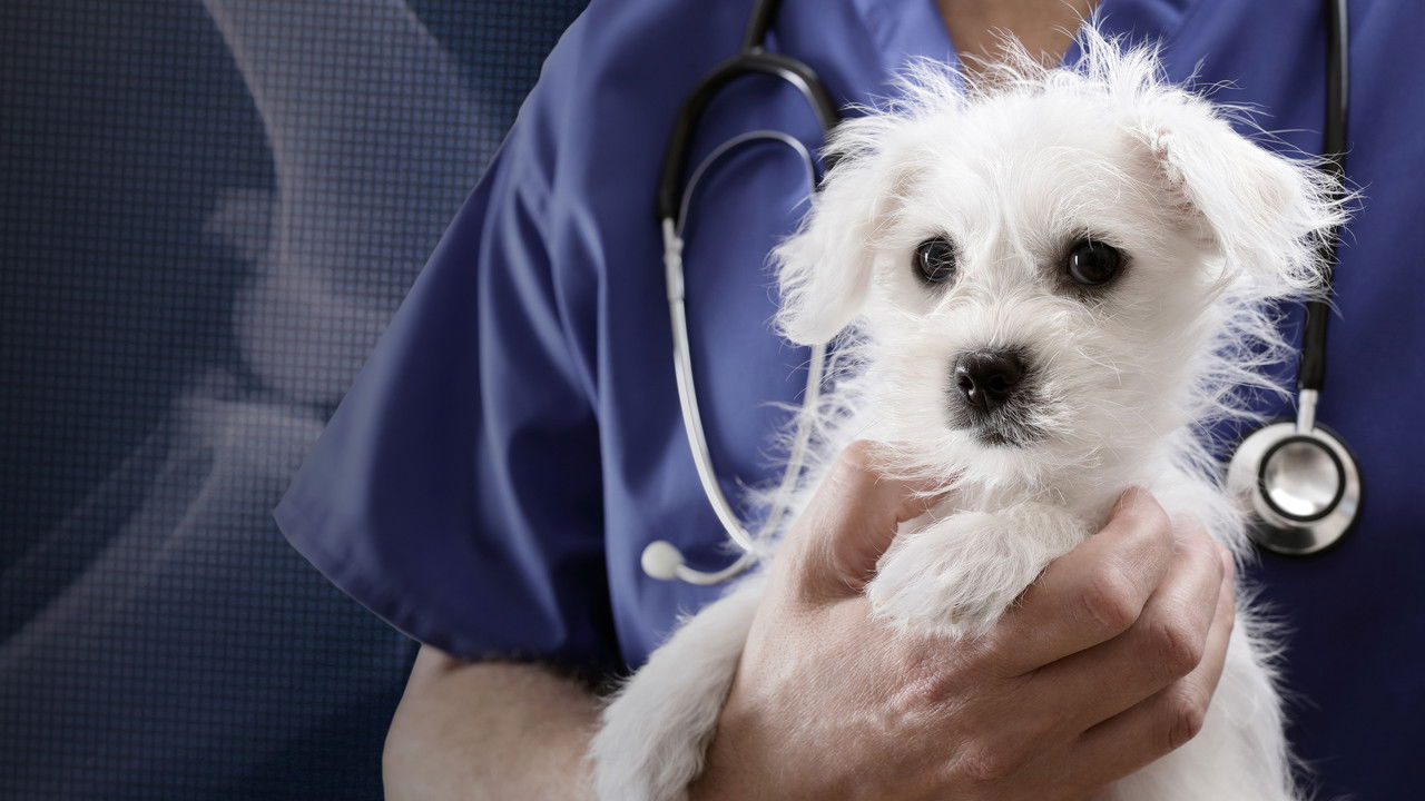 Trust Me, I'm a Vet backdrop