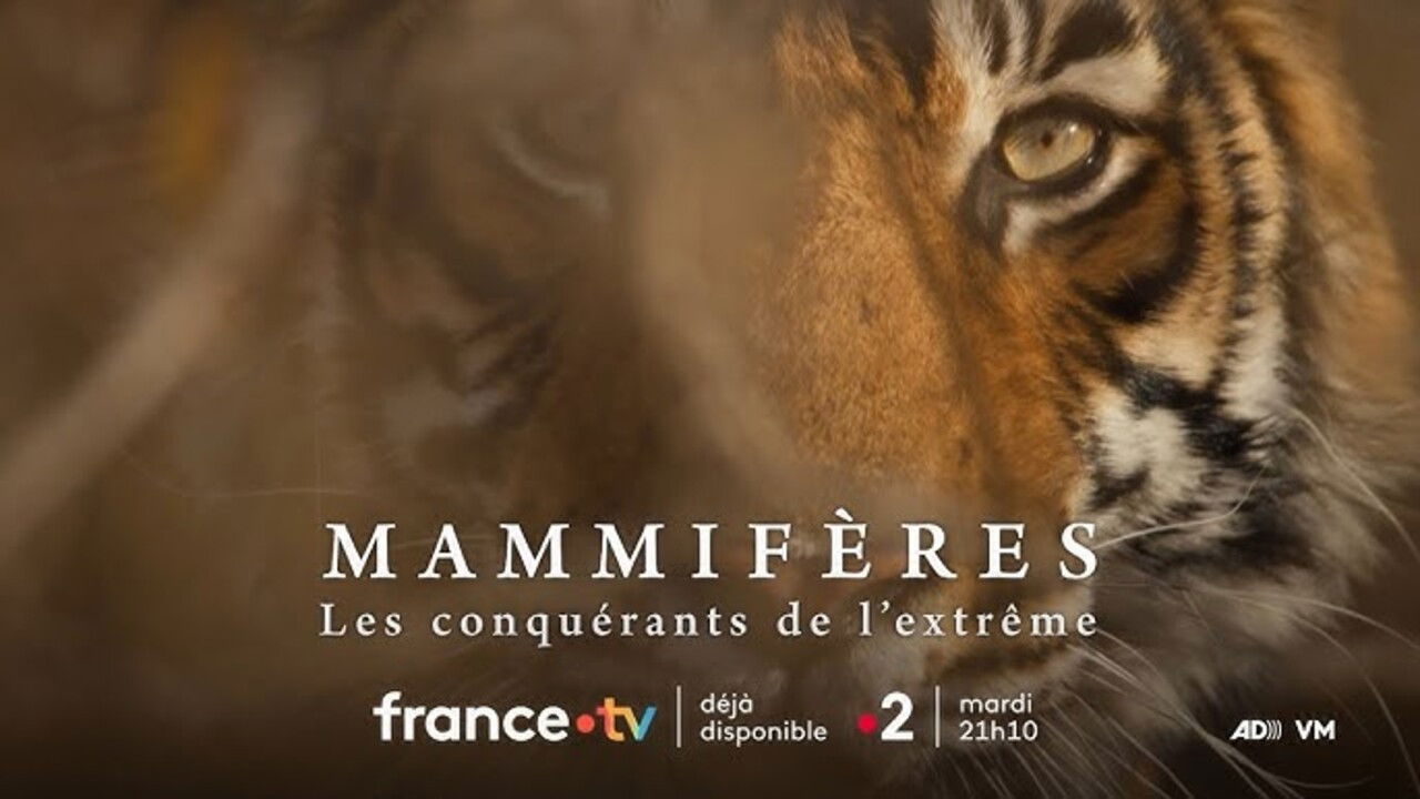 Mammifères, les conquérants de l'extrême backdrop