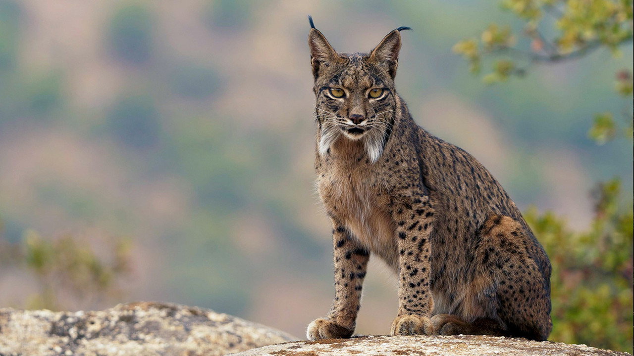 Dehesa: The Forest of the Iberian Lynx backdrop