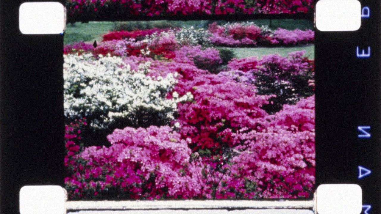 Carriage Trade backdrop