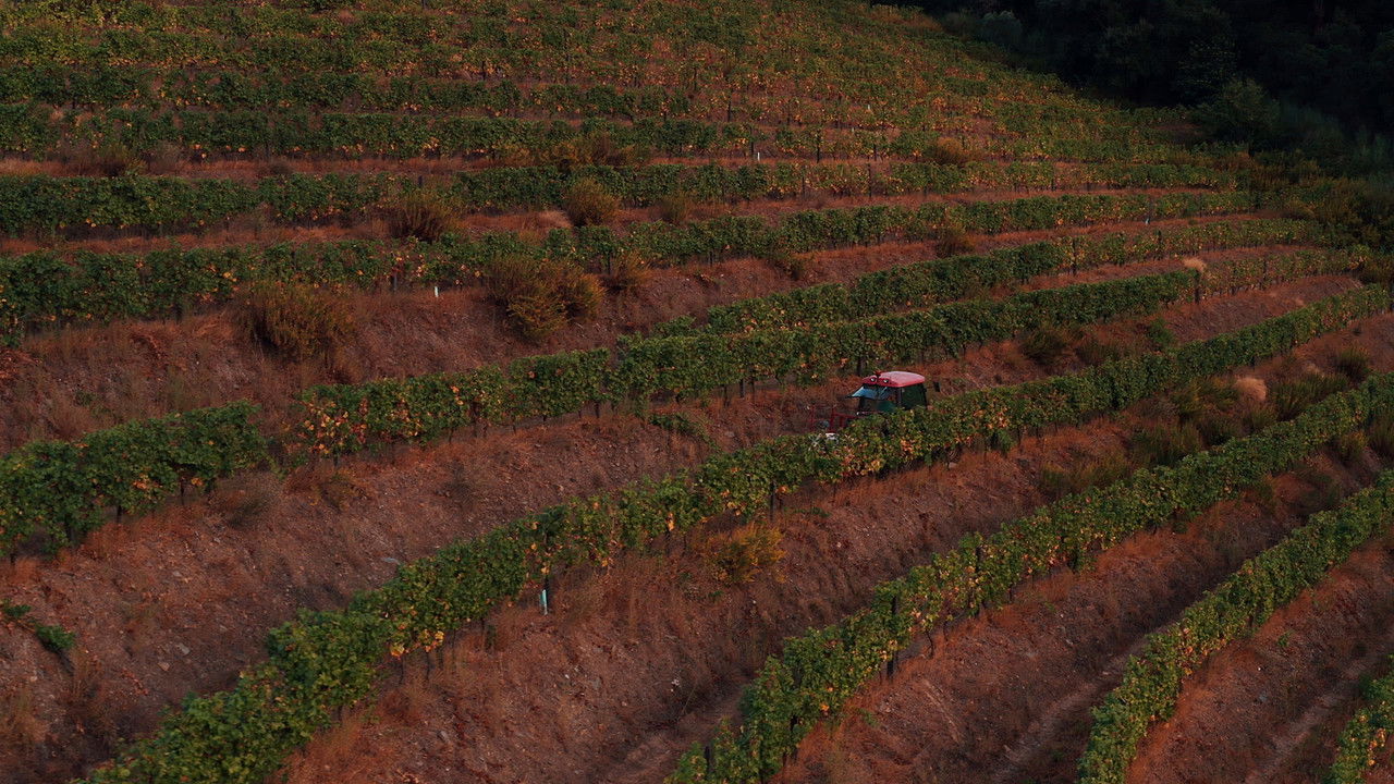 A Wonderful Kingdom backdrop