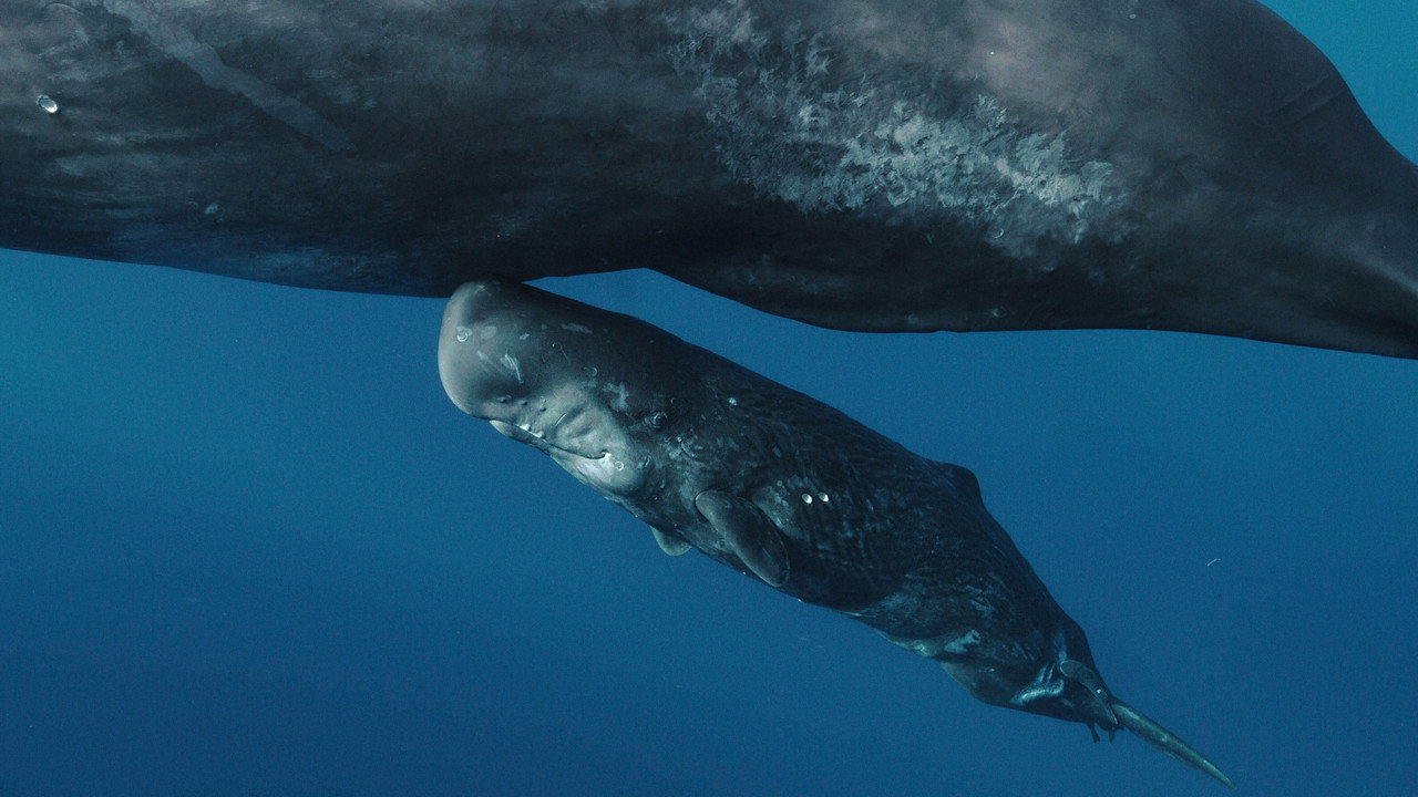 Whales and I backdrop