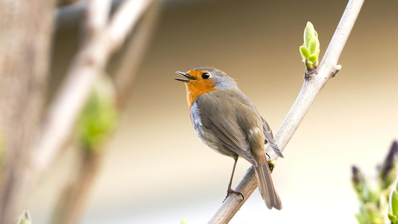 Gefiederte Nachbarn - Unsere Gartenvögel backdrop