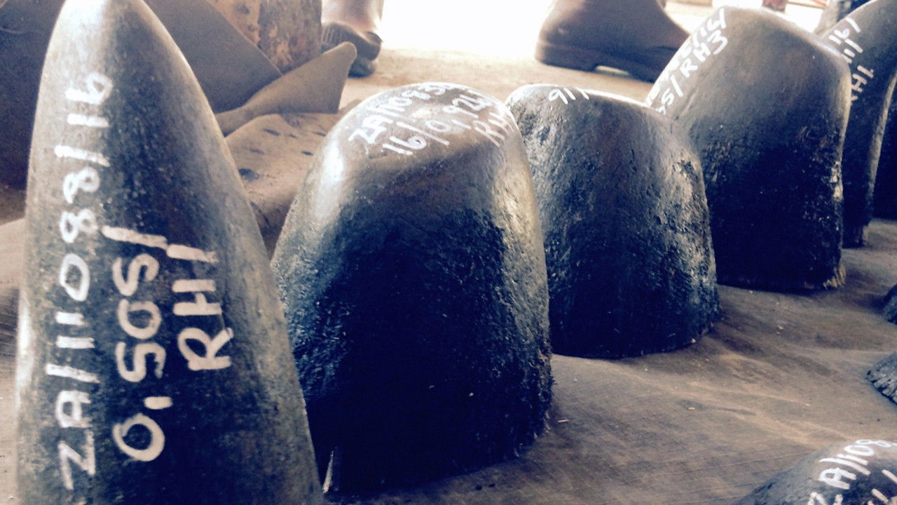 Rhino dollars backdrop