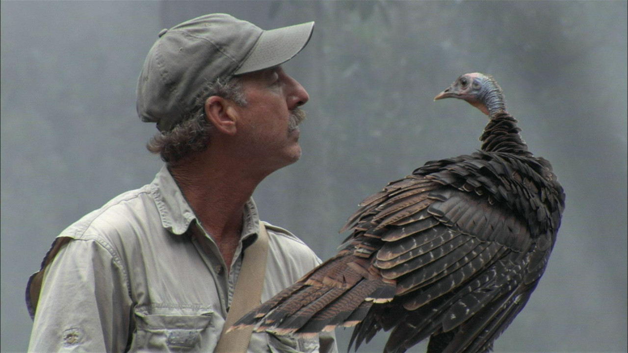 My Life as a Turkey backdrop