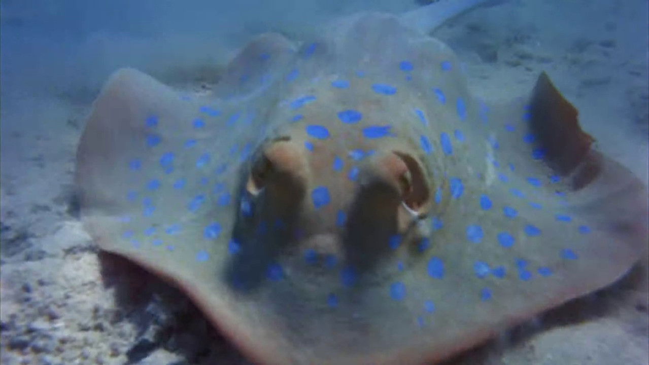 Sea Creatures backdrop