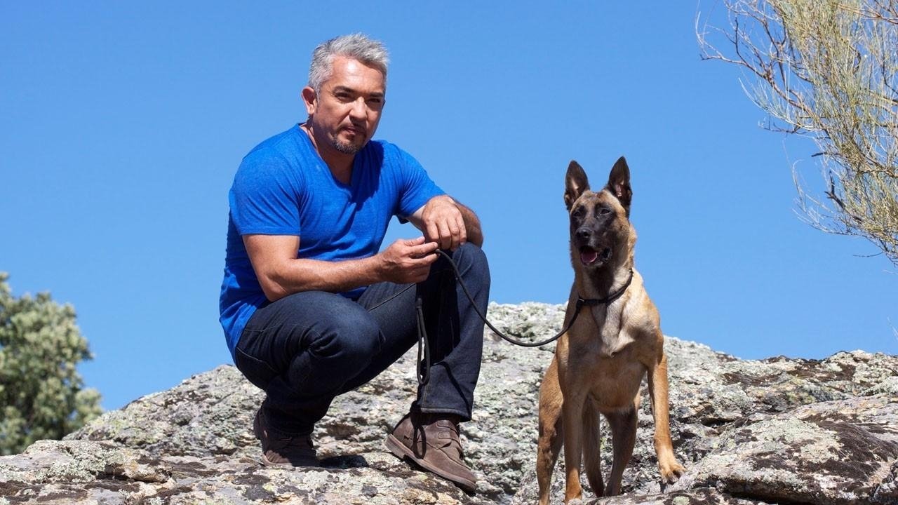 Cesar Millan's Leader of the Pack backdrop