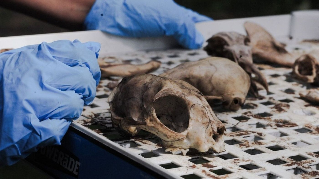 Vulture Culture: Creating Afterlives backdrop