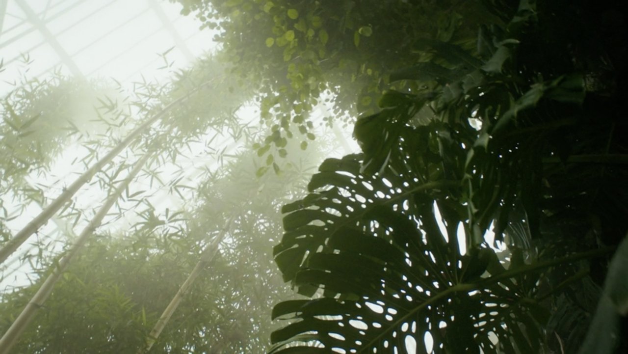 Paradise Lost? backdrop