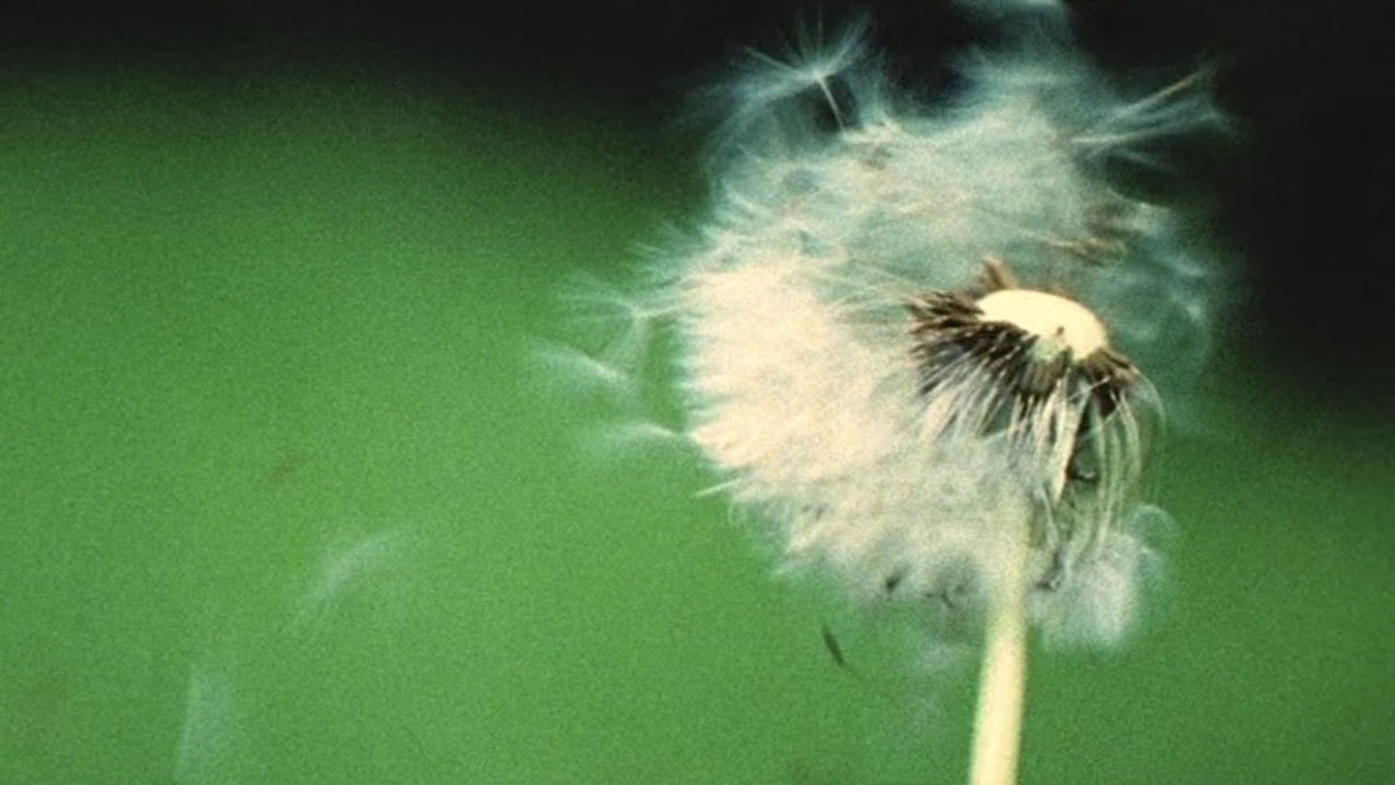 A Walk / Im Park / ZUOZ backdrop