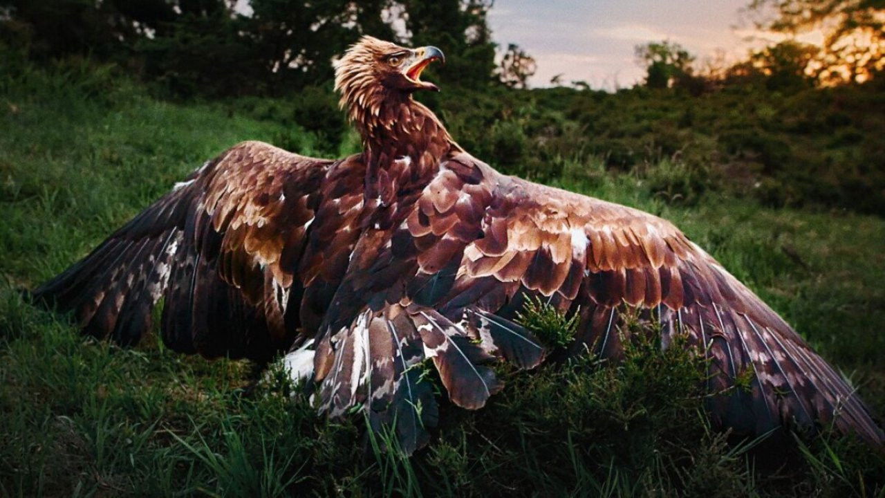 Wild and Wonderful Denmark backdrop