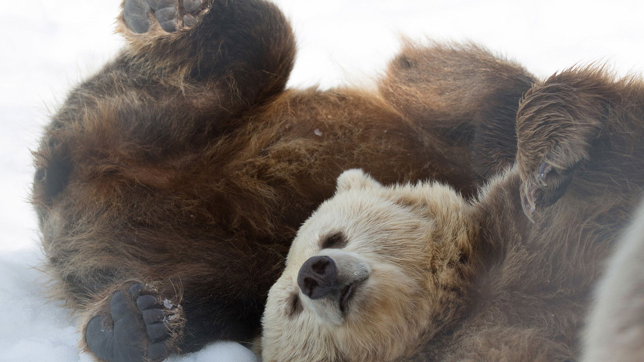 Winter of the Bear backdrop