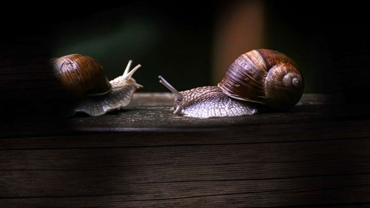 Secret World of Mollusks backdrop