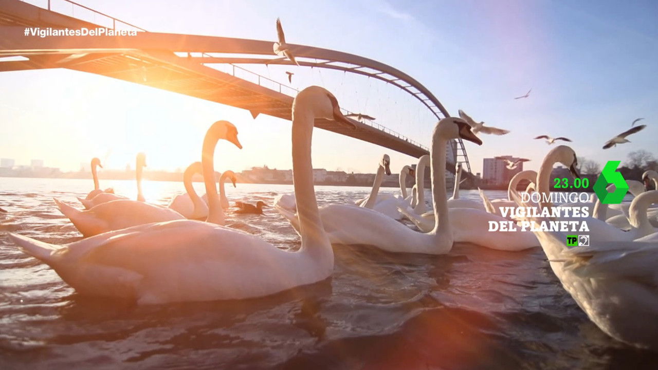 Vigilantes del Planeta backdrop