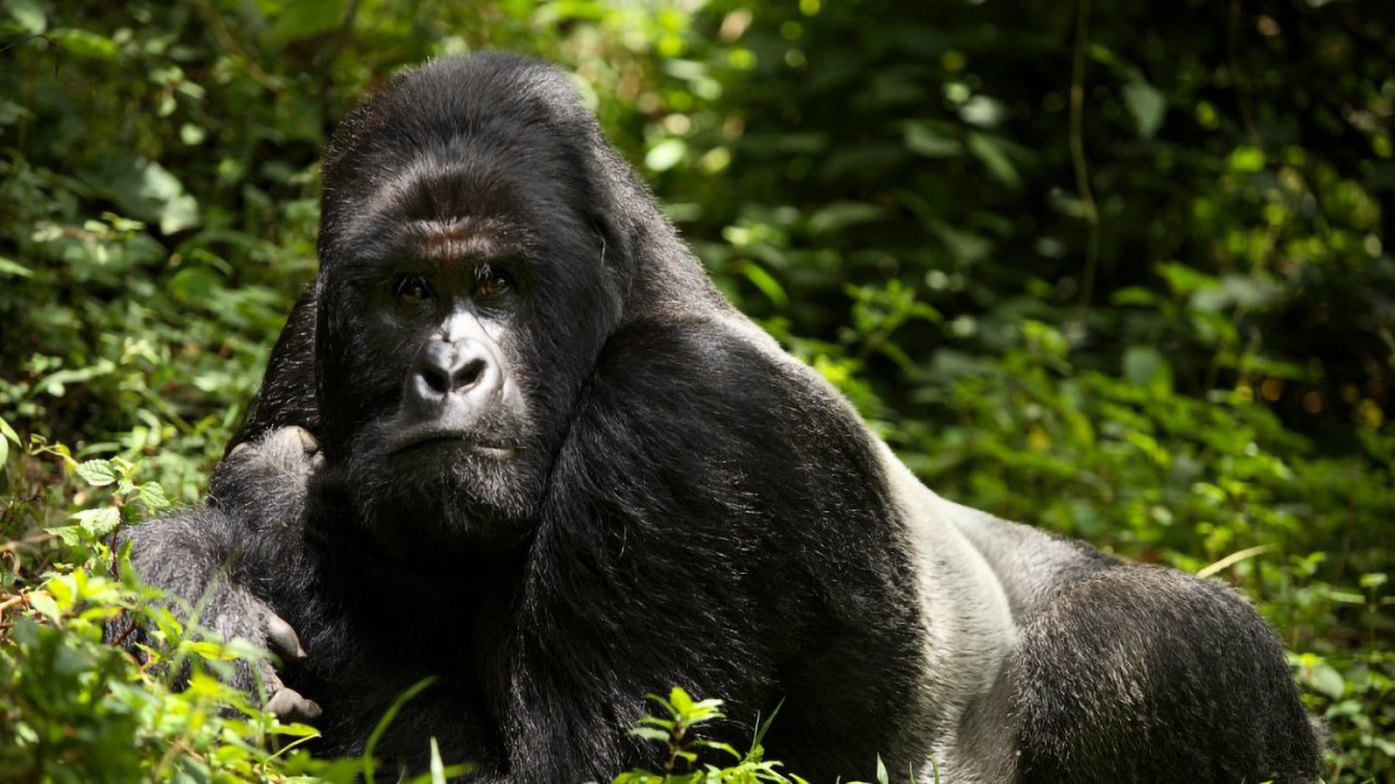 En danger : menaces sur les grands singes backdrop