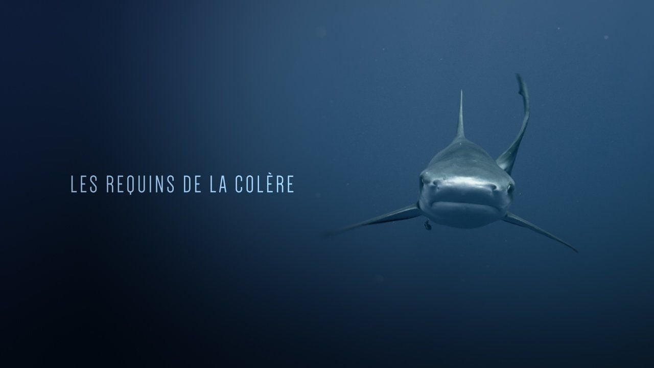 Les Requins de la Colère backdrop
