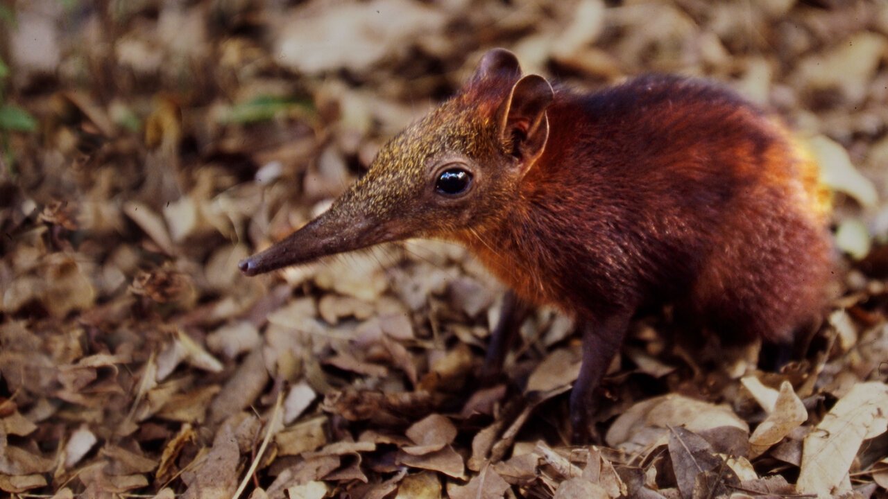Rainforest Pixies: The Mysterious Rhynchocyon Shrew of Arabuko backdrop