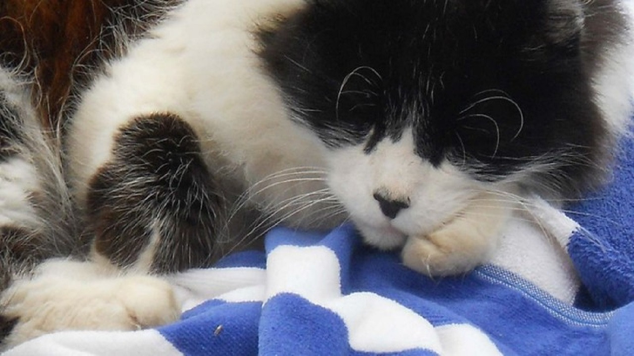 A Cat's Tale backdrop