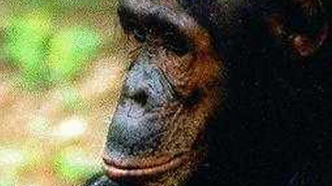 People of the Forest: The Chimps of Gombe backdrop