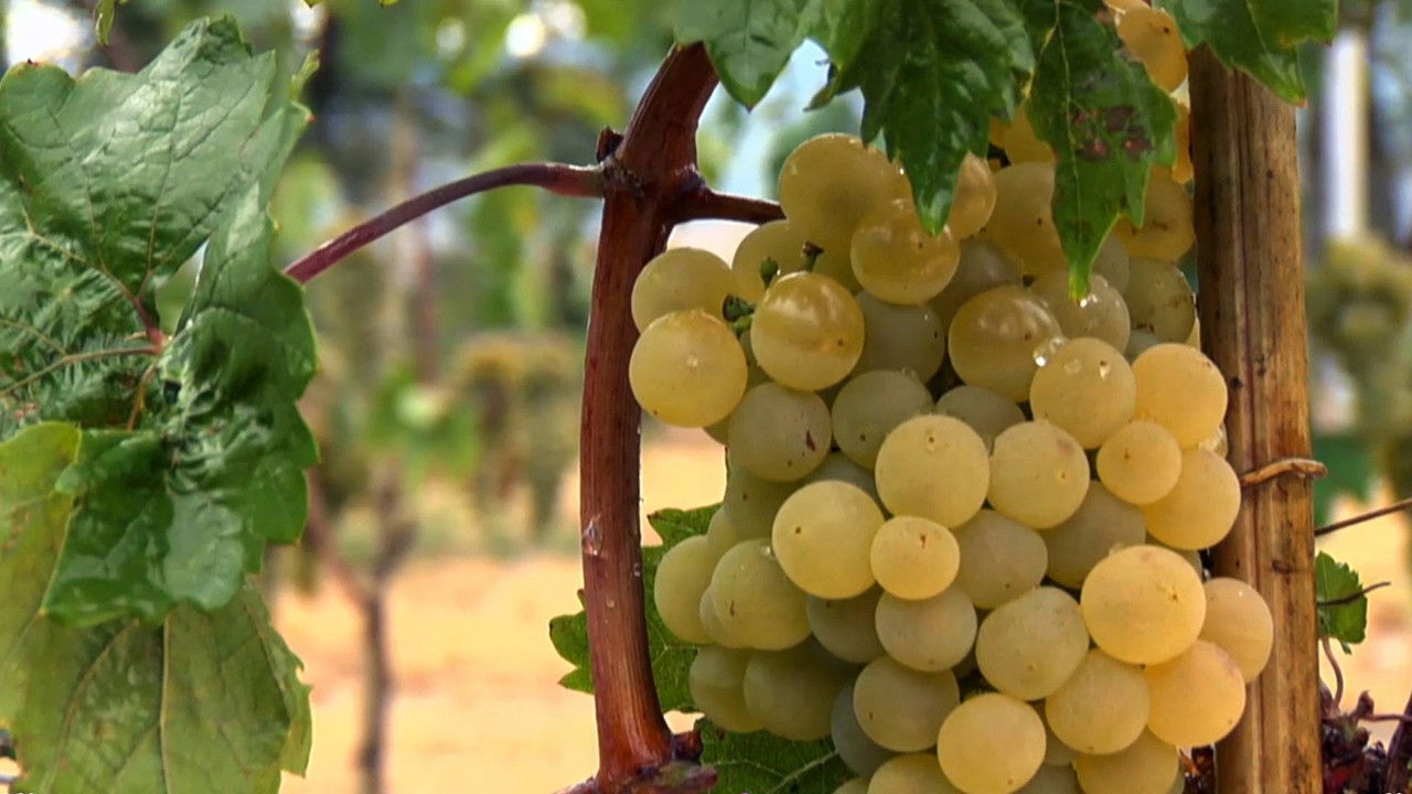 Cradle of Wine backdrop