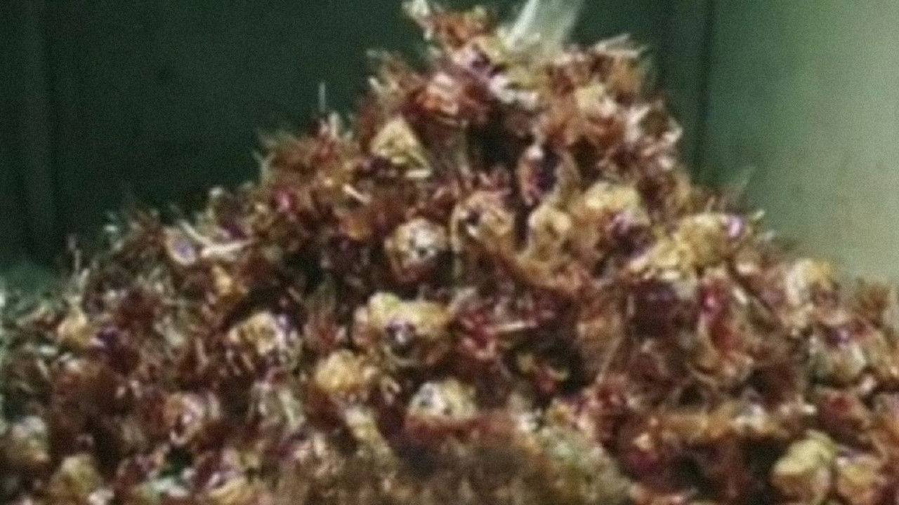 Summer Is Soon backdrop