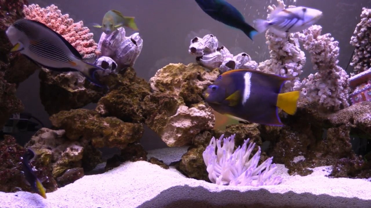 FishCenter Live backdrop