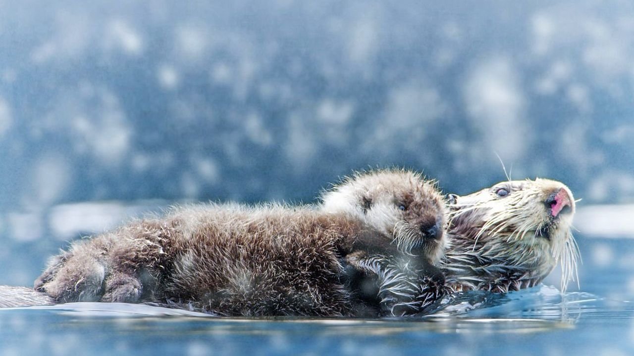 Spy in the Snow backdrop