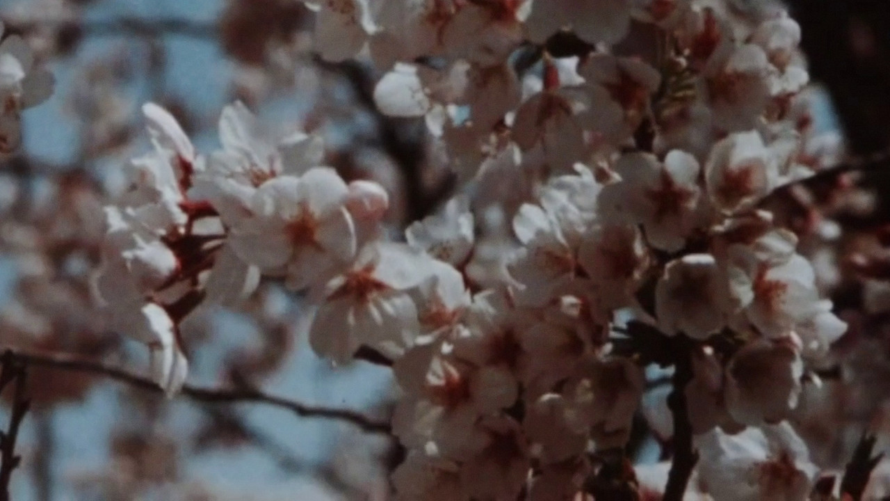 Sakura, Sakura backdrop