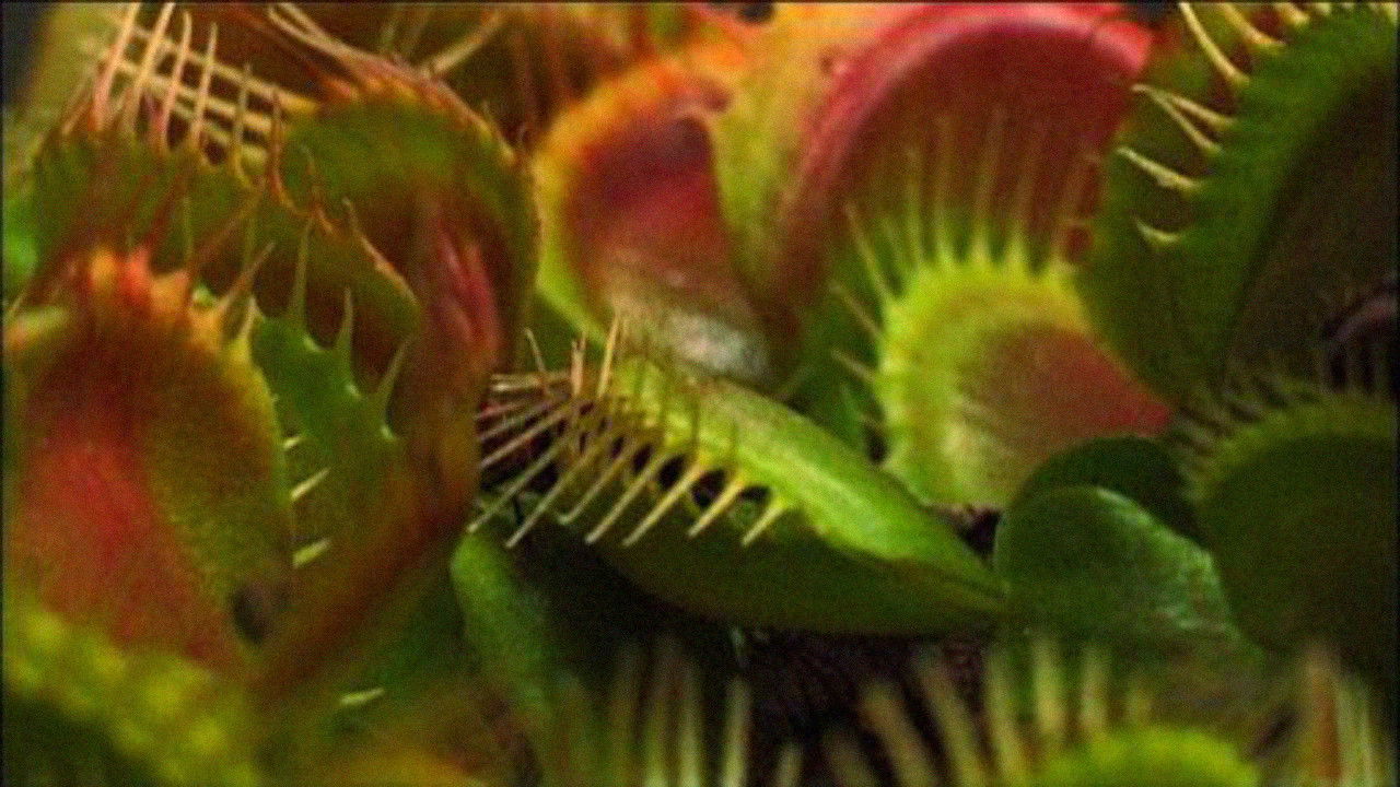 What Plants Talk About backdrop