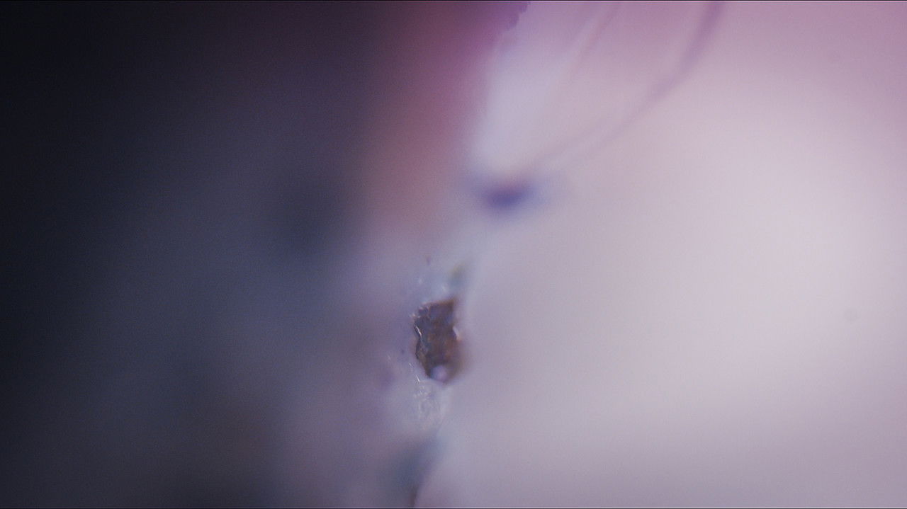 Manifestarsi backdrop