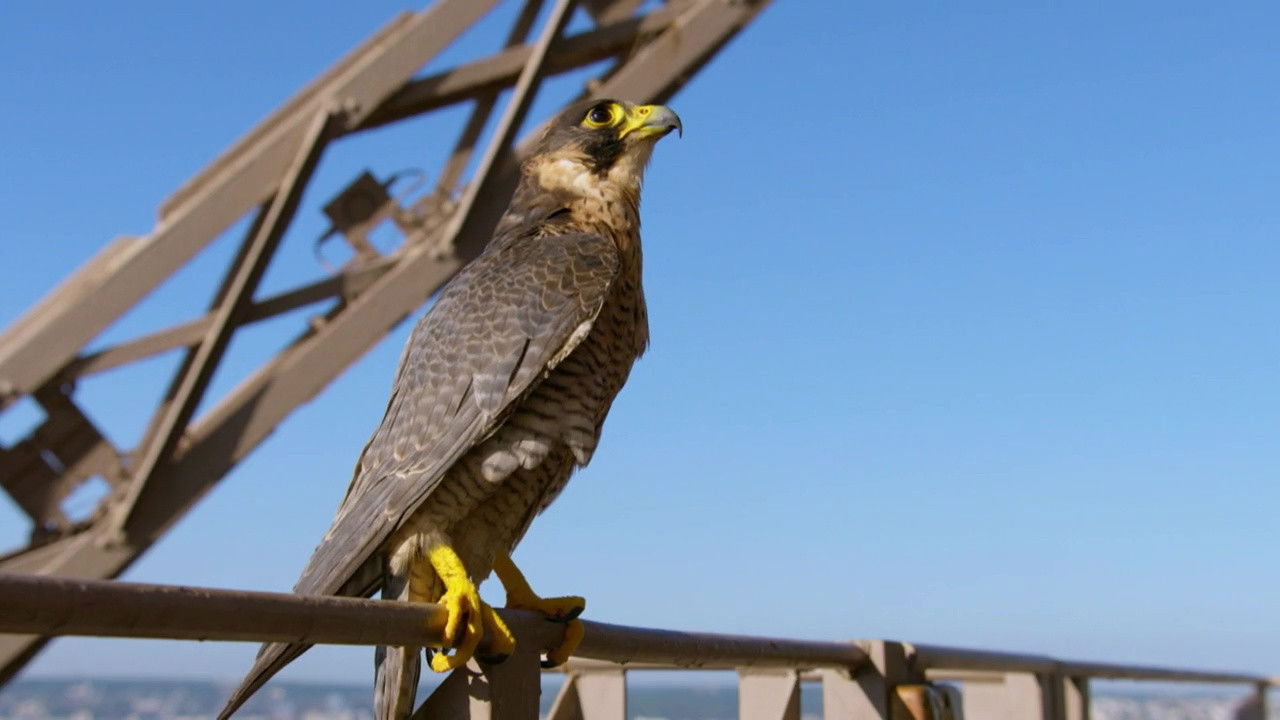 Paris: A Wild Story backdrop